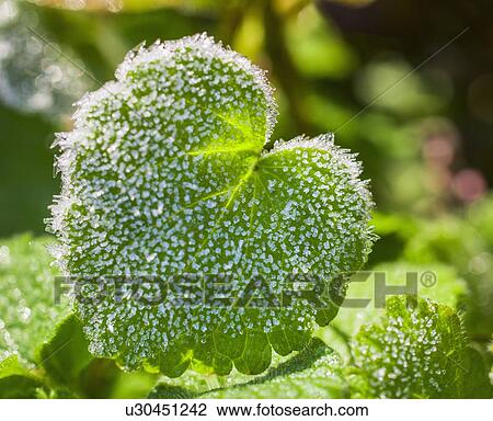 Frost on leaves View Large Photo Image Stock Image - Frost on leaves. Fotosearch