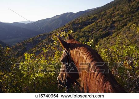 Picture - Head of horse standing in mountains. Fotosearch