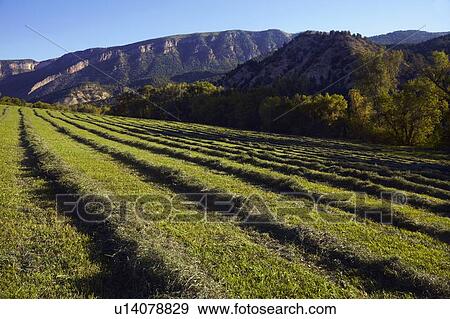Landscape with field and mountain View Large Photo Image Stock Photo - Landscape with field and mountain. Fotosearch