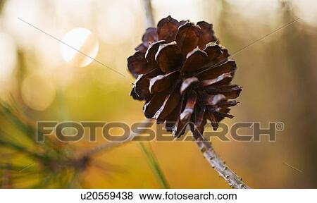 Pine cone View Large Photo Image Stock Photo - Pine cone. Fotosearch