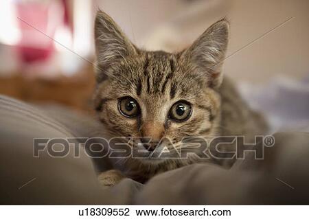 Portrait of kitten View Large Photo Image Stock Image - Portrait of kitten. Fotosearch