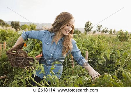 Portrait of young woman harvesting vegetables View Large Photo Image Picture - Portrait of young woman harvesting vegetables. Fotosearch