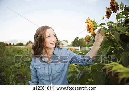 Stock Image - Portrait of young woman harvesting sunflowers. Fotosearch