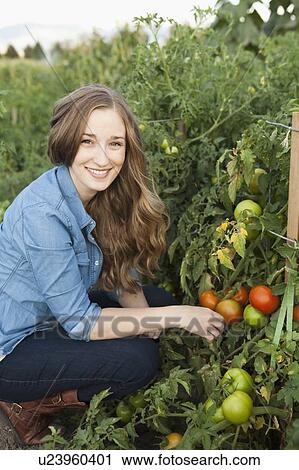 Portrait of young woman harvesting tomatoes View Large Photo Image Stock Image - Portrait of young woman harvesting tomatoes. Fotosearch
