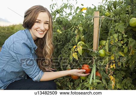 Portrait of young woman harvesting tomatoes View Large Photo Image Stock Photo - Portrait of young woman harvesting tomatoes. Fotosearch