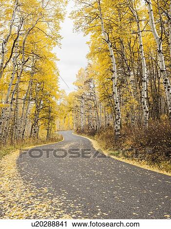 Stock Image - Road through forest in autumn. Fotosearch