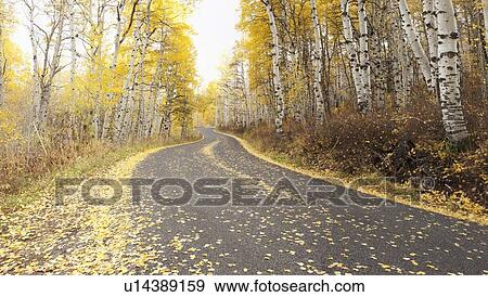 Road through forest in autumn View Large Photo Image Stock Photo - Road through forest in autumn. Fotosearch