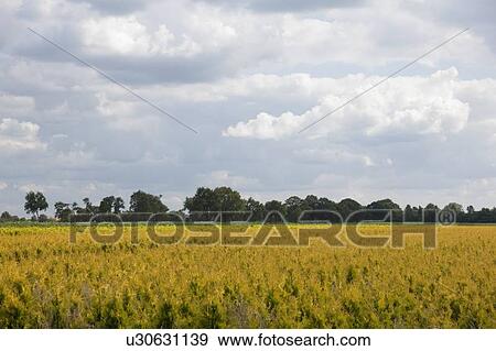 Rural scenery View Large Photo Image Stock Photo - Rural scenery. Fotosearch