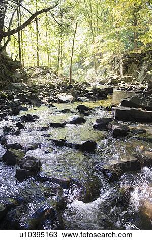 Stock Image - Stream in forest. Fotosearch
