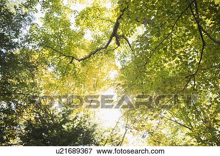 Tree canopy View Large Photo Image Stock Photo - Tree canopy. Fotosearch