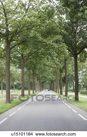 Trees along road View Large Photo Image Picture - Trees along road. Fotosearch