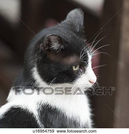 Close-up of a cat, Istanbul, Turkey View Large Photo Image Stock Photo - Close-up of a cat, Istanbul, Turkey. Fotosearch
