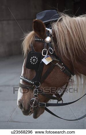 Stock Photograph - Close-up of a horse, Ville-Marie, Montreal, Quebec, Canada. Fotosearch