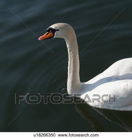 Stock Image - Close-up of a swan, District 1, Zurich, Switzerland. Fotosearch