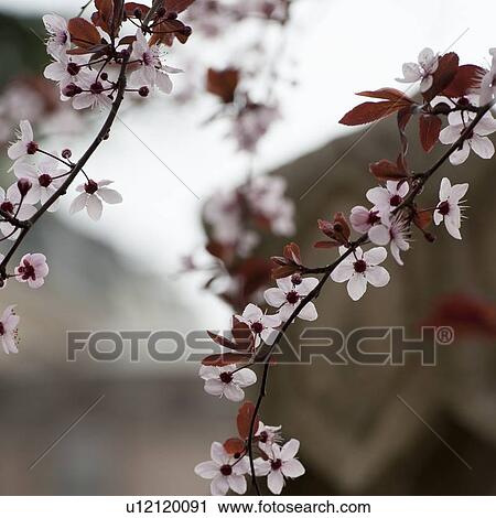 Close-up of flowers, Istanbul, Turkey View Large Photo Image Stock Image - Close-up of flowers, Istanbul, Turkey. Fotosearch