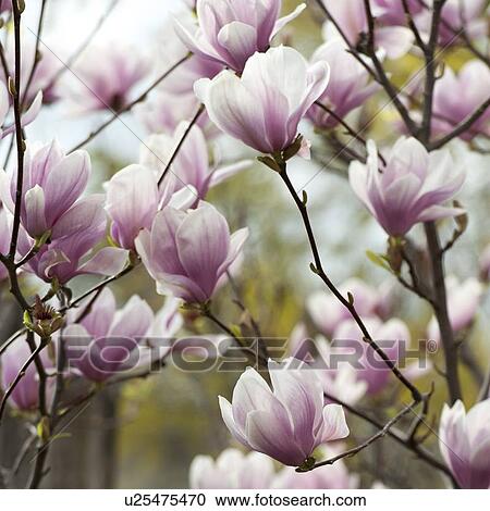 Close-up of flowers, Istanbul, Turkey View Large Photo Image Stock Image - Close-up of flowers, Istanbul, Turkey. Fotosearch
