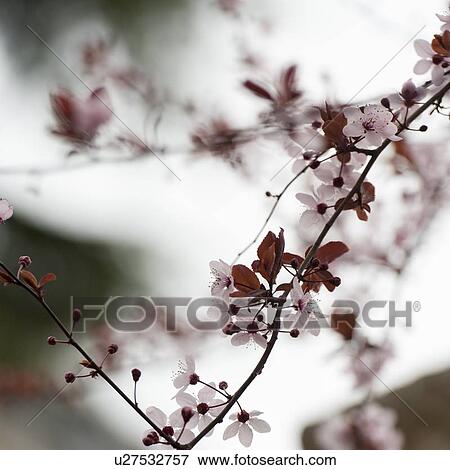 Stock Photo - Close-up of flowers, Istanbul, Turkey. Fotosearch