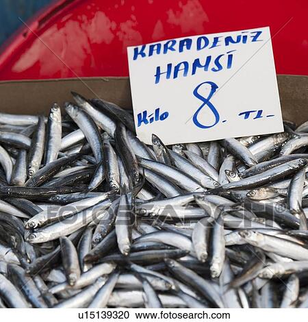 Fish at a fish market, Arap Camii, Istanbul, Turkey View Large Photo Image Stock Image - Fish at a fish market, Arap Camii, Istanbul, Turkey. Fotosearch