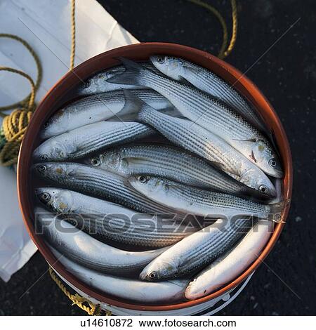 Stock Image - Fish in a container, Istanbul, Turkey. Fotosearch