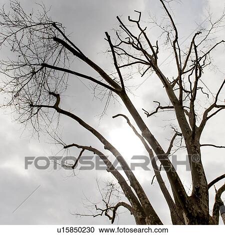 Stock Image - Low angle view of a bare tree, Istanbul, Turkey. Fotosearch