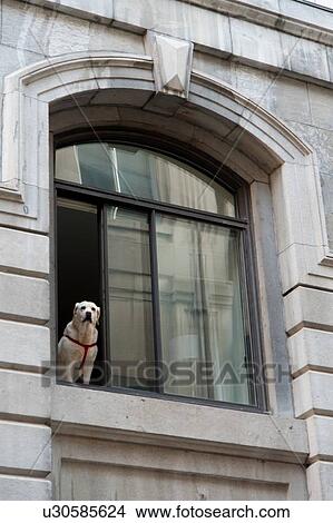 Picture - Low angle view of a dog looking through a window of a building, Ville-Marie, Montreal, Quebec, Canada. Fotosearch