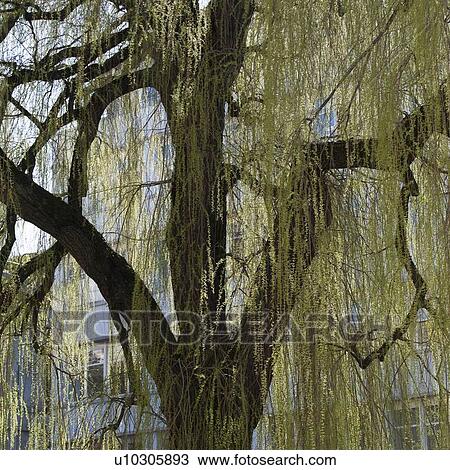 Low angle view of a weeping willow tree, District 2, Zurich, Switzerland View Large Photo Image Stock Image - Low angle view of a weeping willow tree, District 2, Zurich, Switzerland. Fotosearch