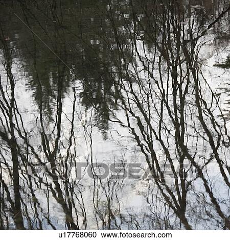 Stock Image - Trees in winter, Chamonix, Rhone-Alpes, France. Fotosearch