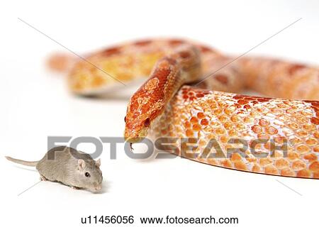 hungry snake looking at mouse View Large Photo Image Stock Photograph - hungry snake looking at mouse. Fotosearch