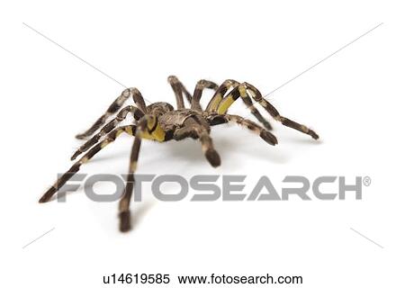 Pet Tarantula Spider View Large Photo Image Stock Photography - Pet Tarantula Spider. Fotosearch