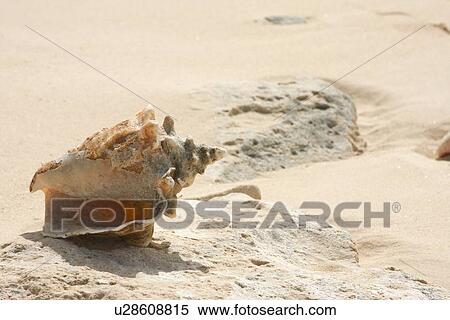 Sea Shells on the beach. View Large Photo Image Stock Photography - Sea Shells on the beach.. Fotosearch