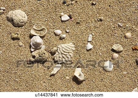 Stock Image - Seashell on the shore. Fotosearch