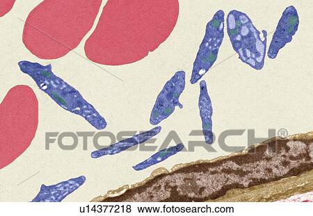 Stock Photo - Blood vessel, TEM. Fotosearch