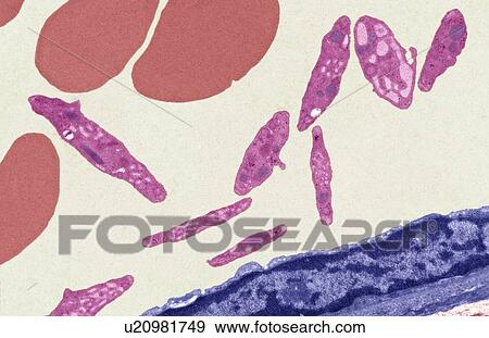 Blood vessel, TEM View Large Photo Image Stock Photo - Blood vessel, TEM. Fotosearch