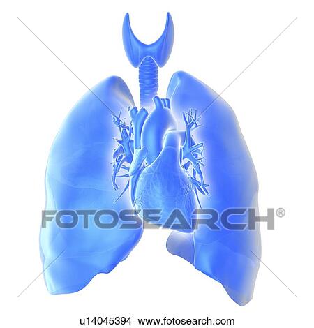Picture - Heart and lungs. Fotosearch
