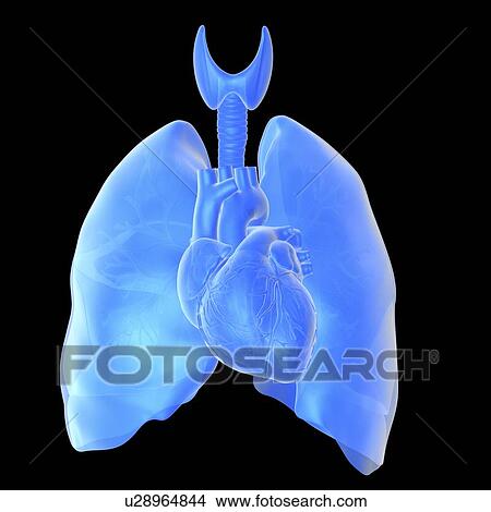 Picture - Heart and lungs. Fotosearch