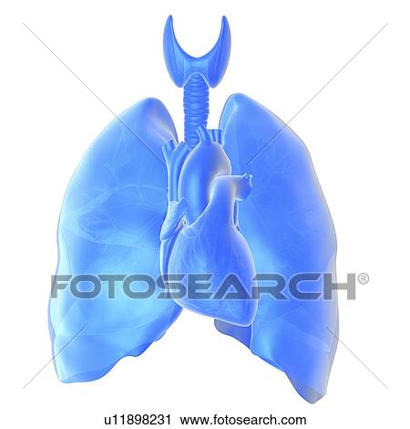 Stock Image - Heart and lungs. Fotosearch