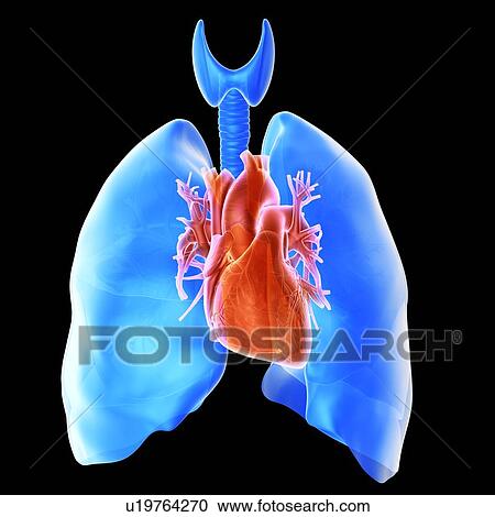 Stock Image - Heart and lungs. Fotosearch