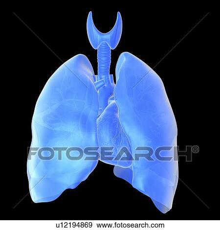 Heart and lungs View Large Photo Image Stock Photo - Heart and lungs. Fotosearch