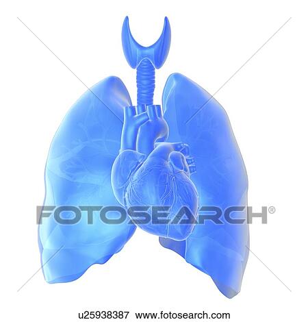 Heart and lungs View Large Photo Image Stock Photo - Heart and lungs. Fotosearch