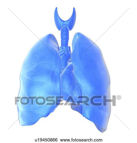 Heart and lungs View Large Photo Image Stock Photograph - Heart and lungs. Fotosearch