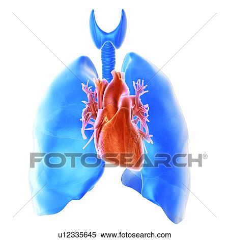 Stock Photography - Heart and lungs. Fotosearch