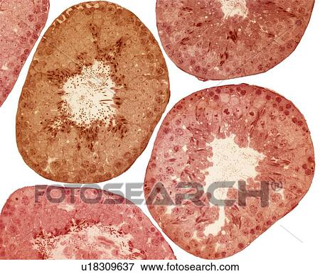 Stock Photo - Seminiferous tubules, light micrograph. Fotosearch