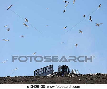 Stock Photo - Birds flying over landfill. Fotosearch