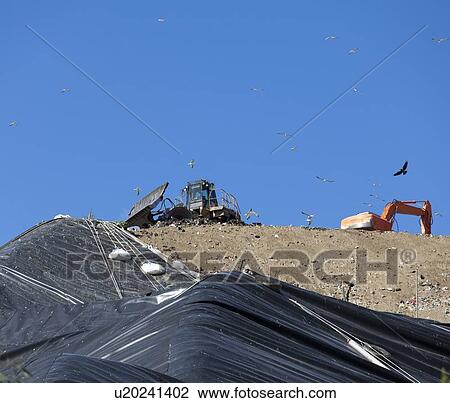 Stock Image - Birds flying over machinery in landfill. Fotosearch