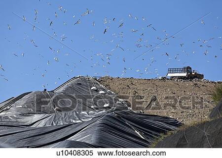 Stock Photography - Birds flying over machinery in landfill. Fotosearch