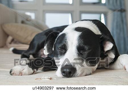 Close up of dog sleeping on sofa View Large Photo Image Stock Photo - Close up of dog sleeping on sofa. Fotosearch