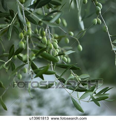 Close up of fruit in tree View Large Photo Image Stock Image - Close up of fruit in tree. Fotosearch