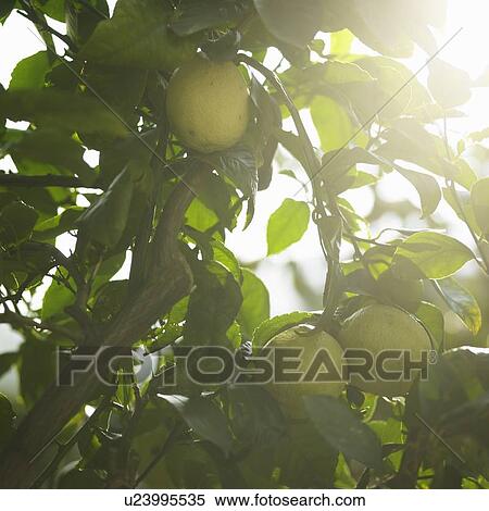 Close up of fruit in tree View Large Photo Image Stock Photography - Close up of fruit in tree. Fotosearch