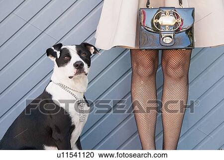 Dog in necklace by woman in dress View Large Photo Image Stock Image - Dog in necklace by woman in dress. Fotosearch