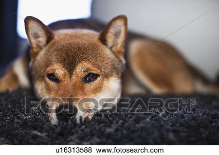 Stock Photo - Dog laying on rug. Fotosearch